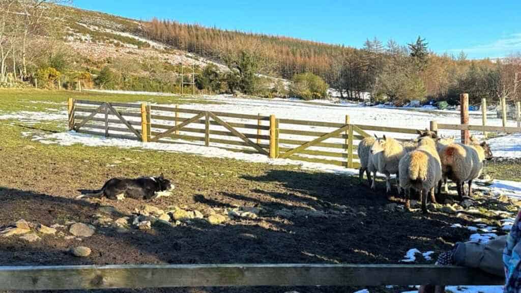Sheep herding in the Wicklow Mountains