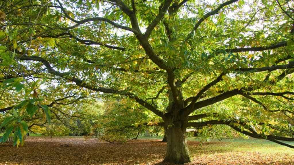 Autumn scene in Kew Gardens, London, England