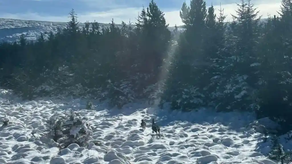 Snowy day in the Wicklow Mountains in Ireland