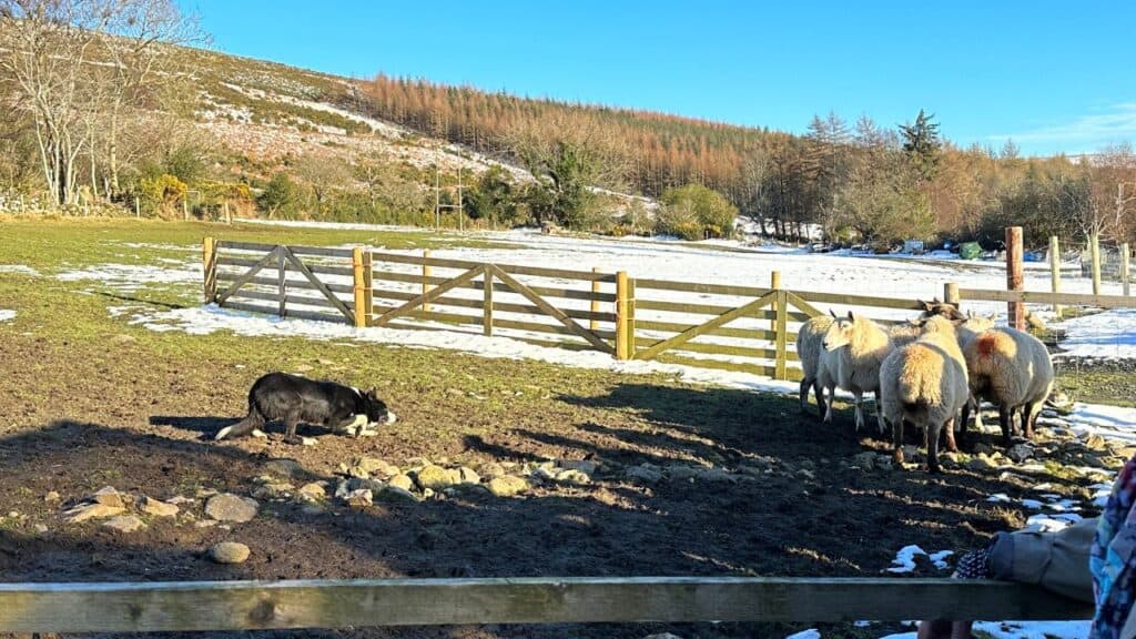 Sheepherding Demonstration