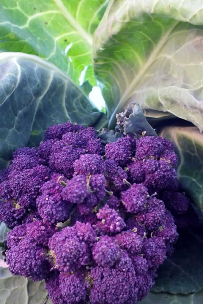 Purple Broccoli
