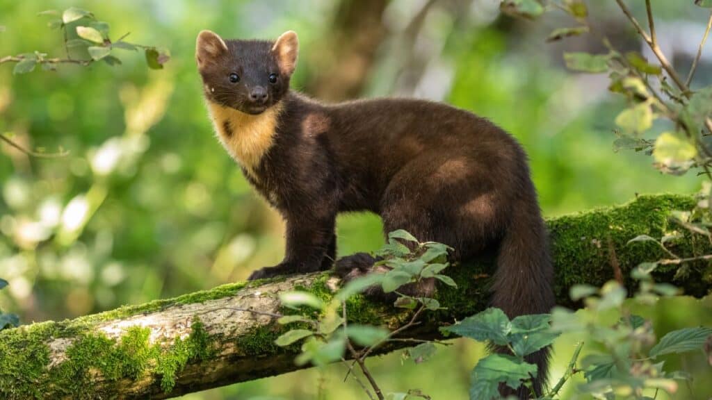 Pine Marten in Cairngorms National Park Scotland