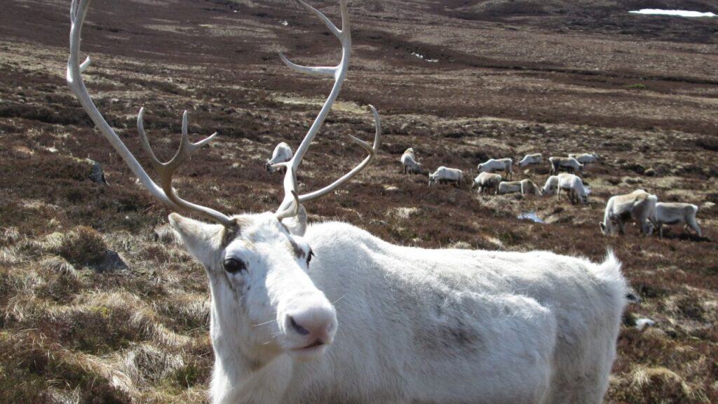 Reindeer in Cairngorms National Park Scotland