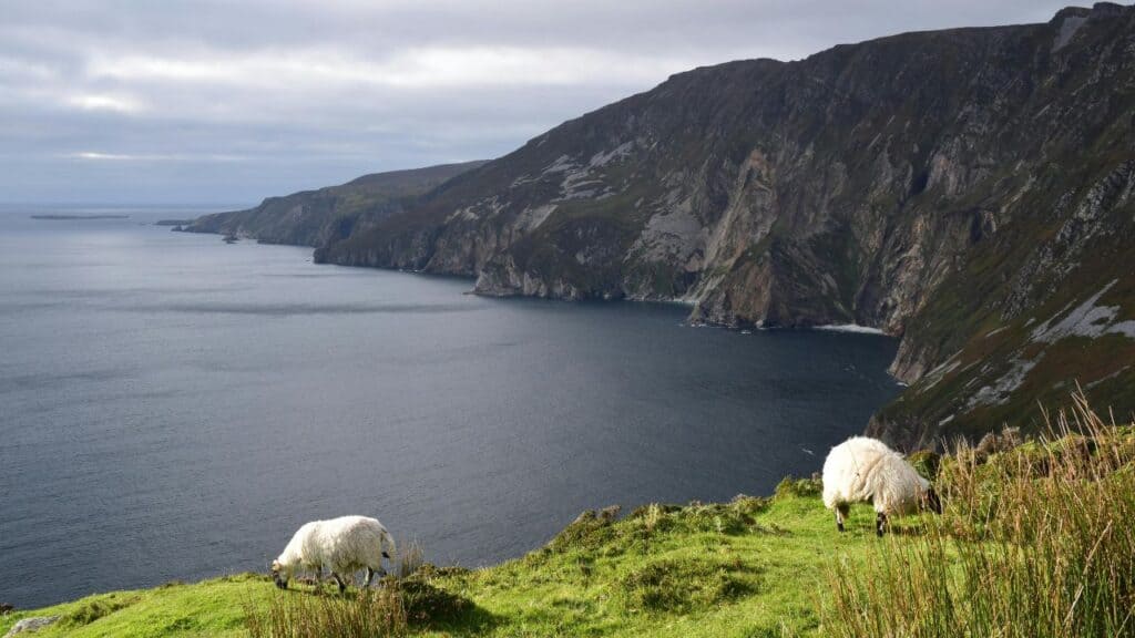 Sheep Grazing on the Slieve League Cliffs in Ireland