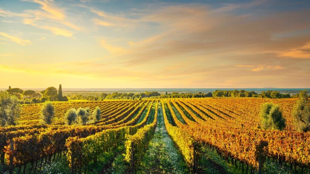 Bolgheri vineyard at sunset. Maremma, Tuscany, Italy