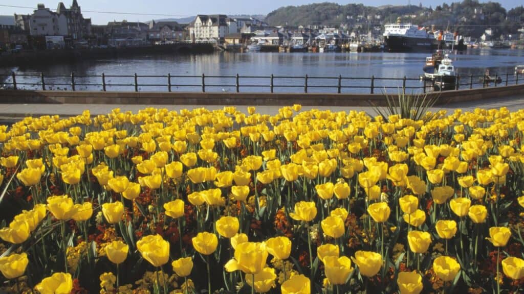 Harbor In Oban Scotland