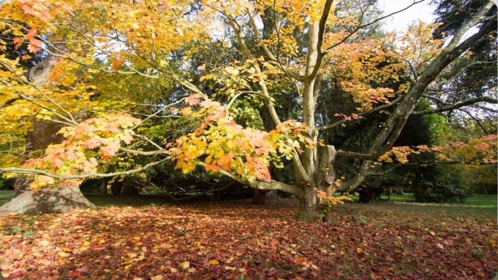 Westonbirt Arboretum, England