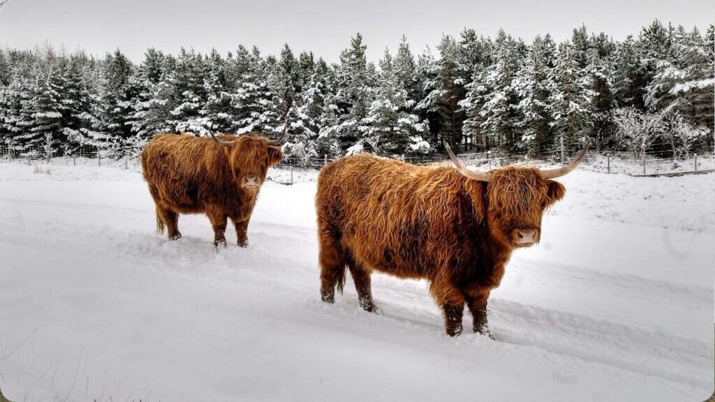 Highland Cattle Scotland