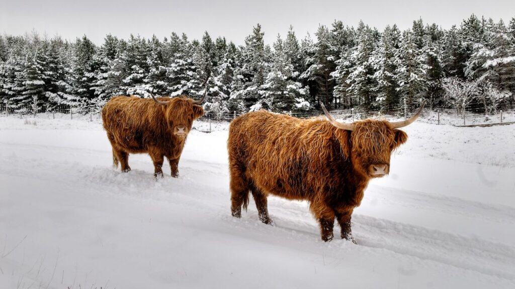 Highland Cattle Scotland