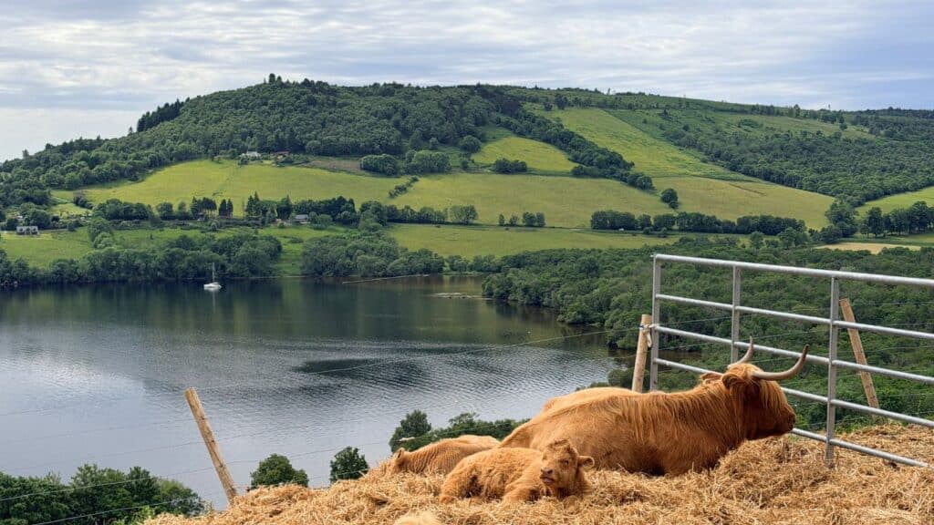 Highland Cows overlooking Loch Ness, Scotland